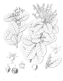 Сумах (rhus)