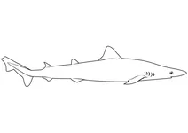 Супова акула звичайна (galeorhinus galeus)