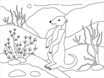 Сурикат