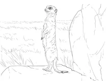 Сурикат на поготові