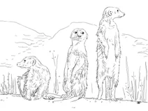 Сурикати