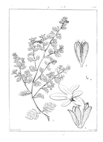 Sutera glandulosa