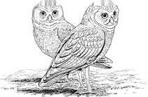 Сич американський