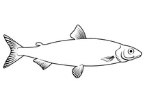 Сиг європейський (coregonus lavaretus)