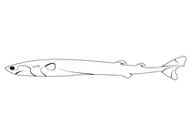 Сигарна акула бразильська (isistius brasiliensis)