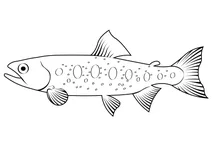Сима (oncorhynchus masou)