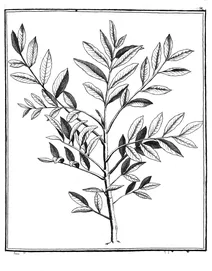 Симаруба амара, 1775