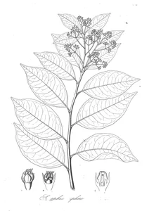 Symphisodaphne cubensis