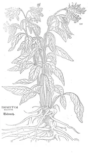 Symphytum magnum