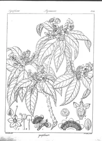 Symplocos foliosa