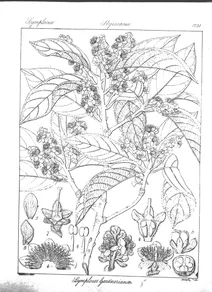 Symplocos gardneriana