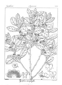 Symplocos microphylla