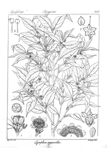 Symplocos monantha