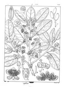 Symplocos obtusa