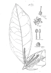 Symplocos paucistamineus