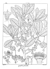 Symplocos pendula