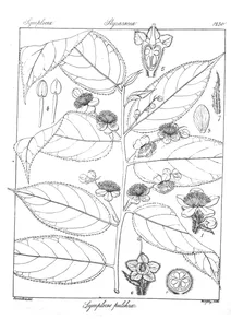 Symplocos pulchra