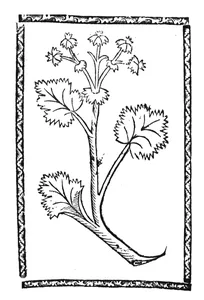 Синнов, 1500