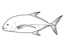 Синьоплавцевий каранг (caranx melampygus)