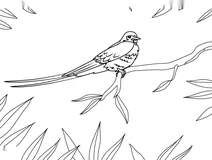 Синя ластівка hirundo atrocaerulea