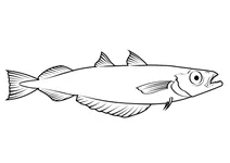 Синя мойва (micromesistius poutassou)