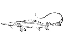 Сирдар’їнський осетер (pseudoscaphirhynchus fedtschenkoi)