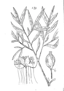 Tacca pinnatifida