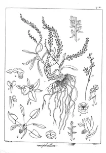 Taeniophyllum jerdonianum