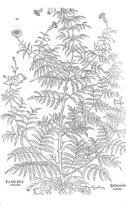 Tagetes indica