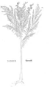 Tamarix