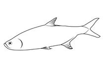 Тарпон атлантичний (megalops atlanticus)