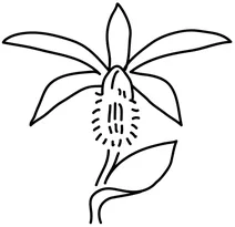 Тайванська орхідея pleione formosana (на підвіконні)