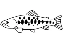 Тайванський прісноводний лосось (oncorhynchus masou formosanus)