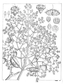 Tectona grandis