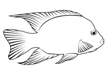 Техаський ціхлід (herichthys cyanoguttatus)