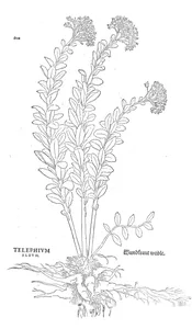 Telephium album
