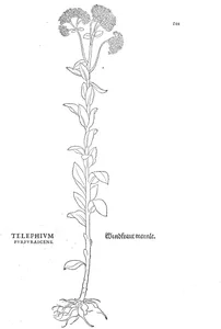 Telephium purpurascens