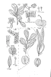 Terminalia oblongata і terminalia pterocarpa і macropteranthes montana і macropteranthes fitzalanii
