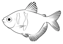 Тернеція (gymnocorymbus ternetzi)