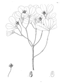 Ternstroemia oboualis