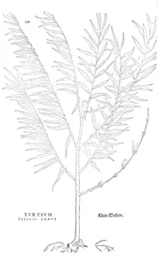 Tertium salicis рід