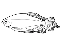 Тетра конго (phenacogrammus interruptus)