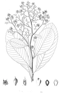 Tetracera poeppigiana