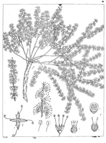 Tetrameles nudiflora