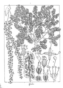 Tetrameles nudiflora як tetramelis grahamiana і anictoclea nimmo
