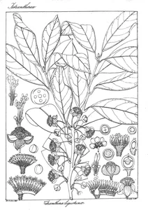 Tetranthera ligustrina
