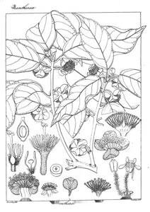 Tetranthera tomentosa roxb
