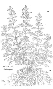 Teucrium