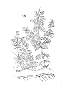 Teucrium ajugaceum