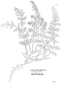 Teucrium chamaedrys chamaedrys vera mas
